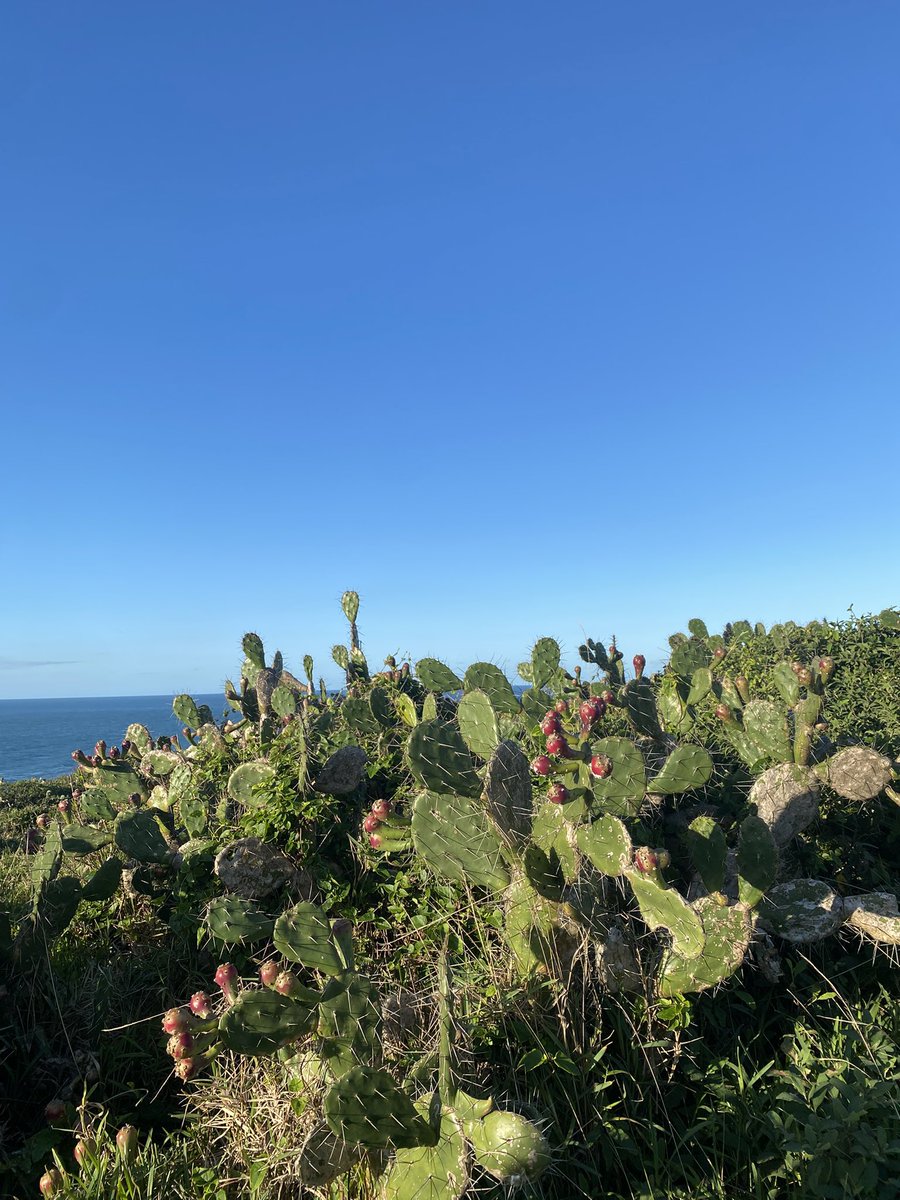sttebet's tweet photo. num dia vc ta lendo fic simoraya da sua crush no outro tá no farol de santa marta com ela e ela agora é a muie que vc ama https://t.co/VXAmNuOWax