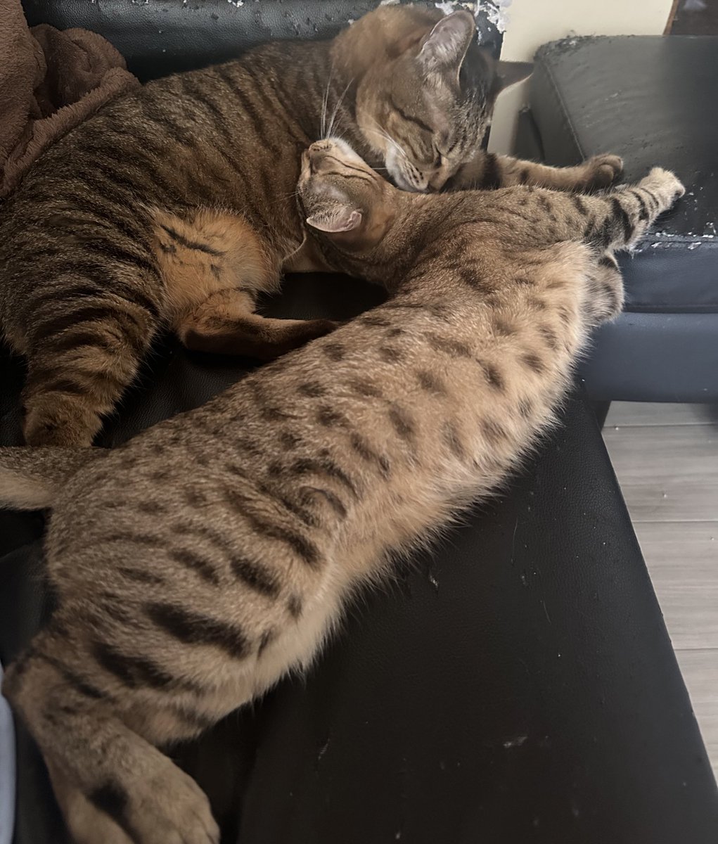 mi_tarosuke_'s tweet photo. 我が家の夫婦猫様

ねこちゃんホンポの 
こちら記事に掲載されました！
【https://t.co/qwsjWnRWSV】

是非見てみてください❤ https://t.co/UQAWyqbfjC