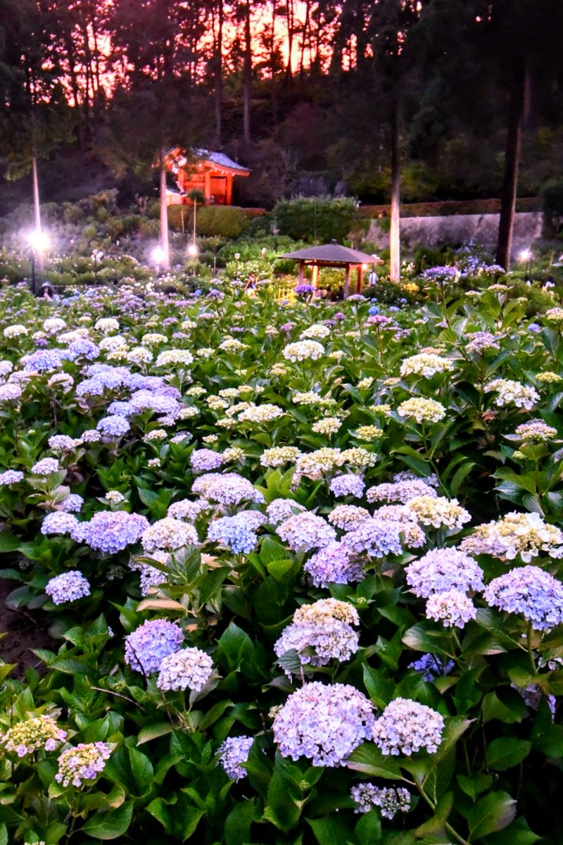 雨が止んで夕陽が射した
たったそれだけの事で
世界は茜色に染まるんだ