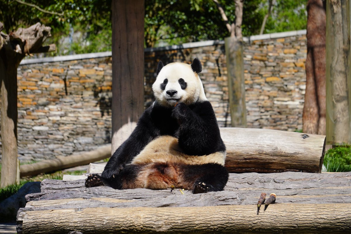 We’re so excited to visit Bei Bei, Tai Shan, Bao Bao, and Xiao Qi Ji at Wolong this weekend! Don't miss it! 
mypandatours.com/collections/al…
“TOUR #170•Wolong Panda Base• Saturday 28 June, 9:30PM (Times in EDT)”