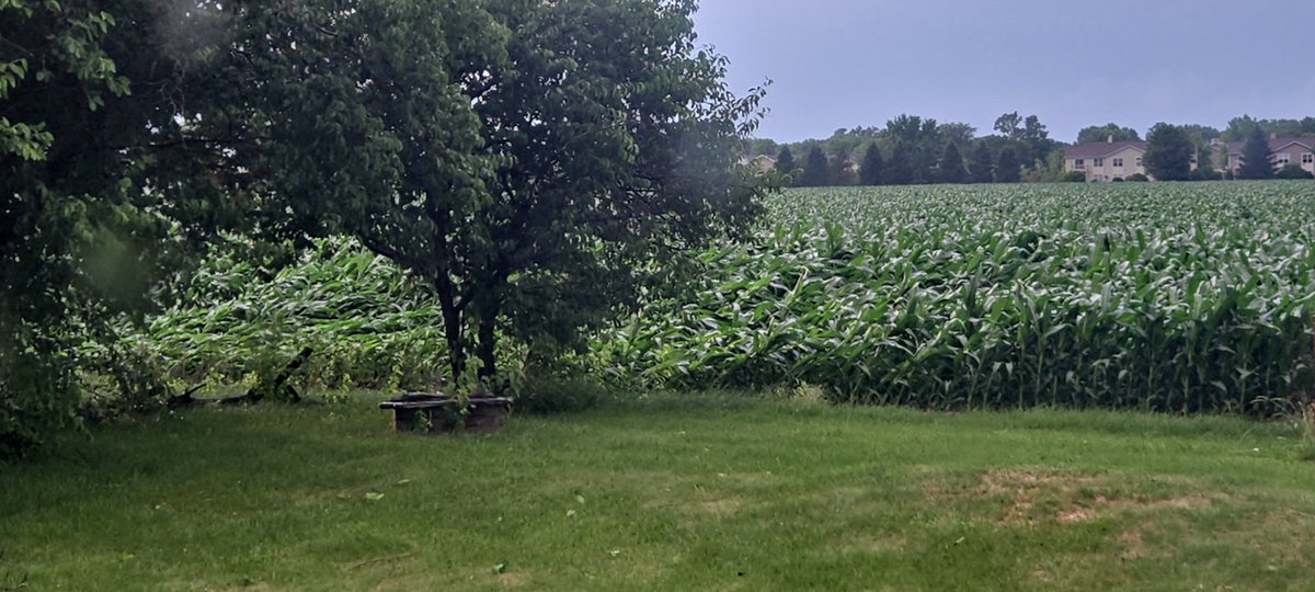 Jman_9112's tweet photo. @ryanhallyall Strong winds knocked out the power and flattened sections of corn in South Beloit IL https://t.co/N3s8aEzErF