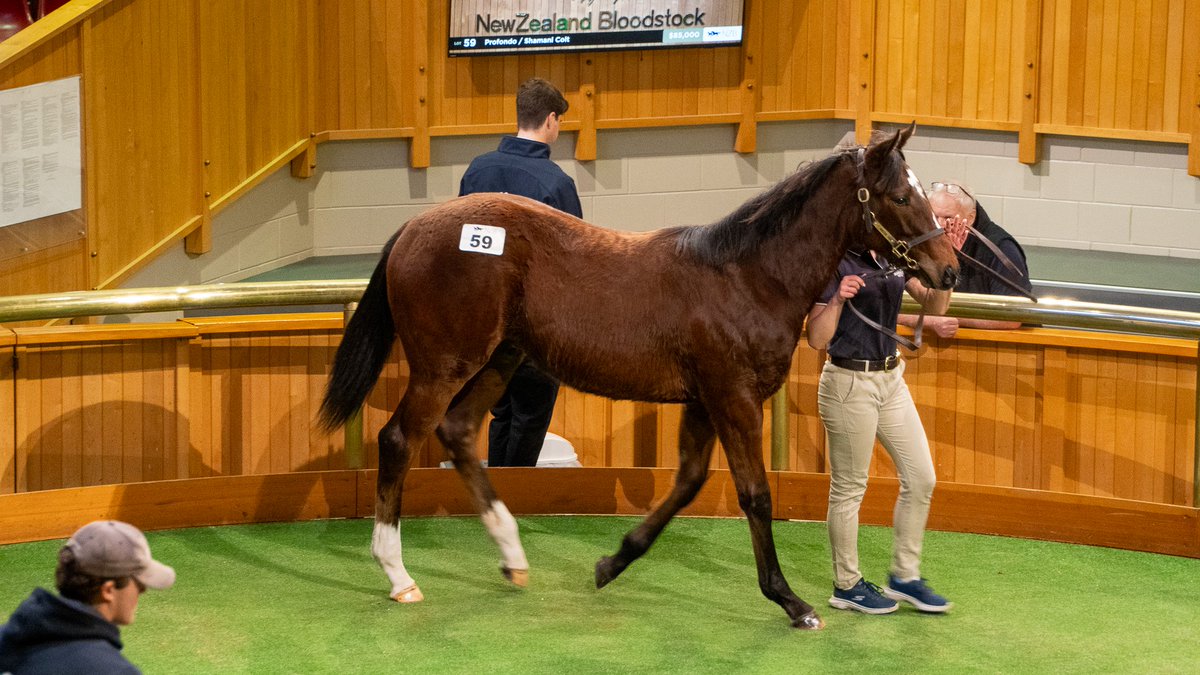✨Highlight Lot✨

First season sire Profondo is off to a karak-ing of start. 🔥

Lot 59, a colt from the Shamexpress mare Shamani has sold to Paul Pertab Bloodstock for $85,000 from <a href="/WindsorParkStud/">Windsor Park Stud</a>'s draft 🐴👨🏼‍⚖️💥

Congrats to connections 🥂

#WhereWinningBegins