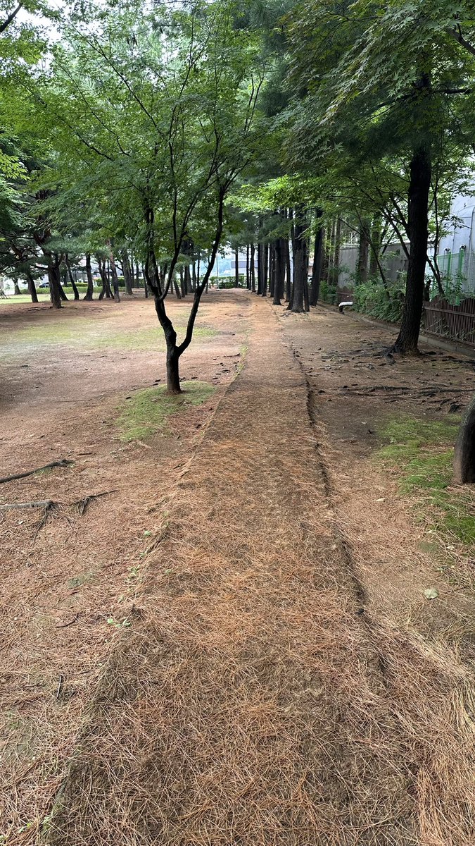 Энэ нэг олсон явган зам миний мэдэх 10 жил болж байна. Хөвсөлзөөд л зөөлөн гэж