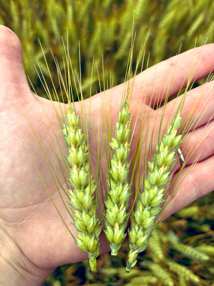 Made the mistake of checking in on the wheat today - lots of aborted kernels 😞 #ontag