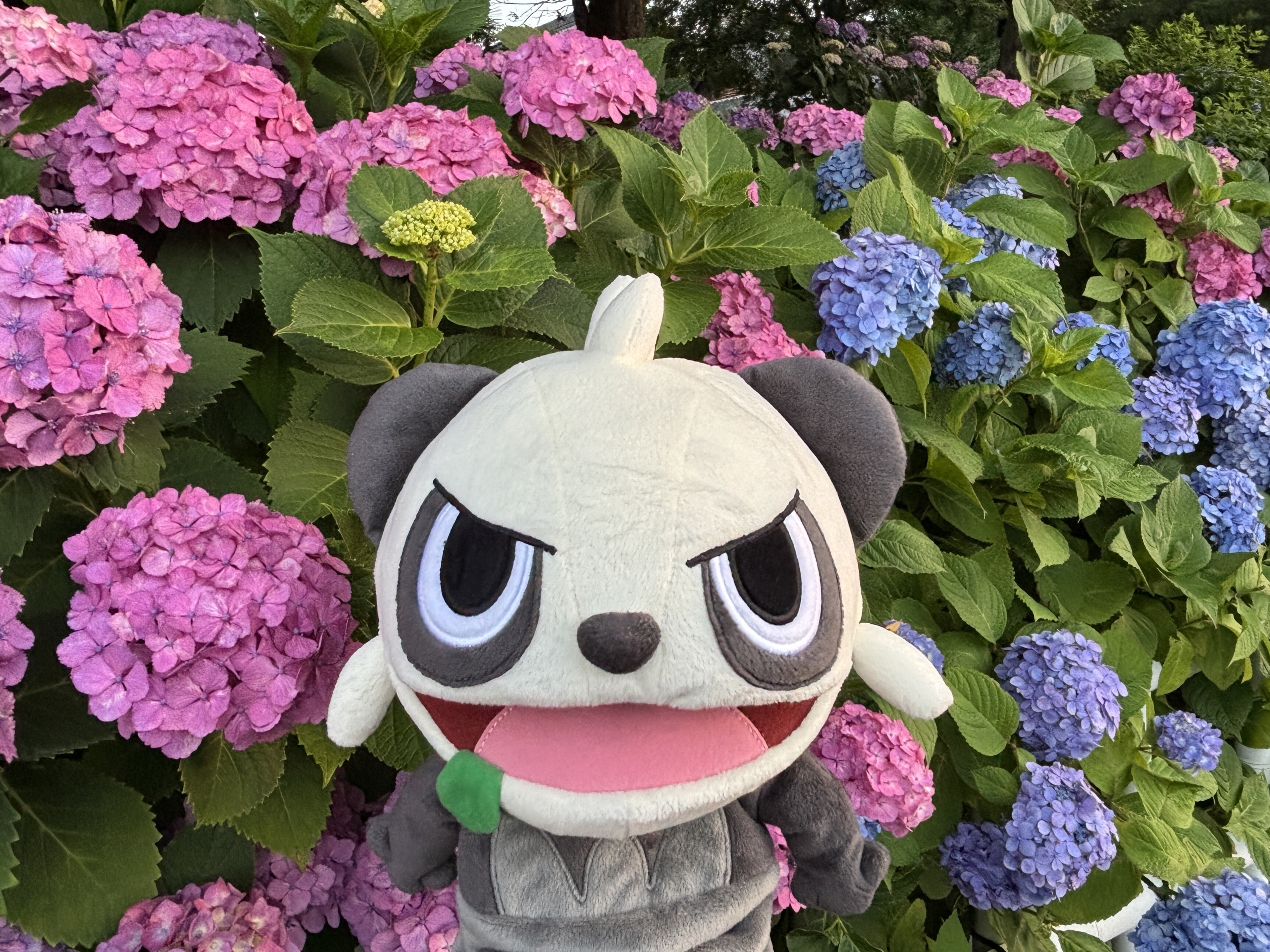 未開封プロモ】 ポケモン大好きクラブ 096/PCG-P – 晴れる屋2