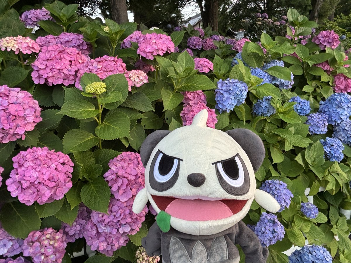 ꕤ︵ꕤ︵ꕤ︵ꕤ︵ꕤ︵ꕤ
　今日は #紫陽花の日 
ꕤ︵ꕤ︵ꕤ︵ꕤ︵ꕤ︵ꕤ

#ヤンチャム ときれいな紫陽花を見つけたよ✨
いっしょにいっぱい写真撮りました〜📷☺