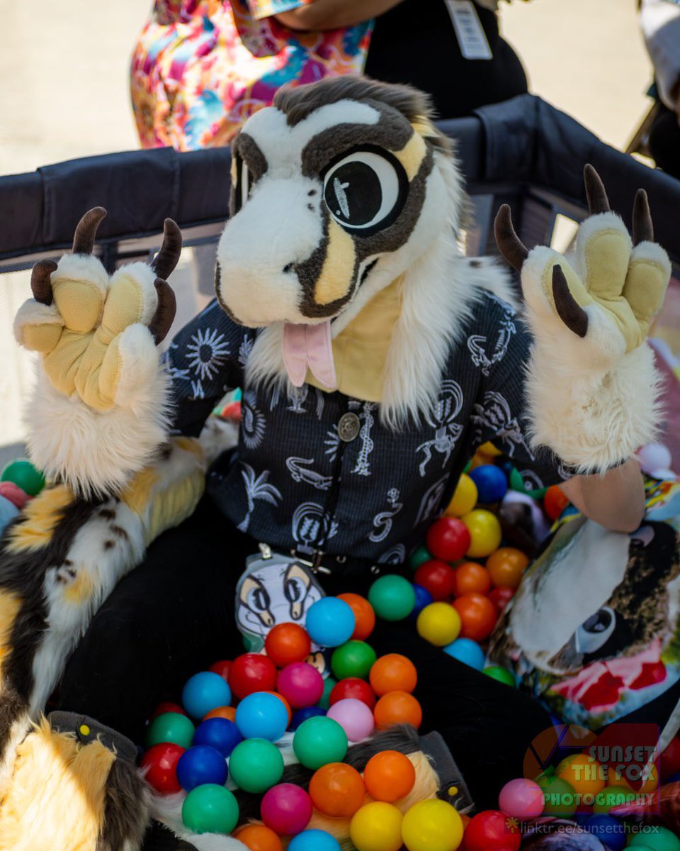 ArcsOutpost's tweet photo. There’s a stoopid snake in da ball pit 🐍🤠 

Photo Cred: @Sunset_The_Fox https://t.co/oT8A6YRtlQ