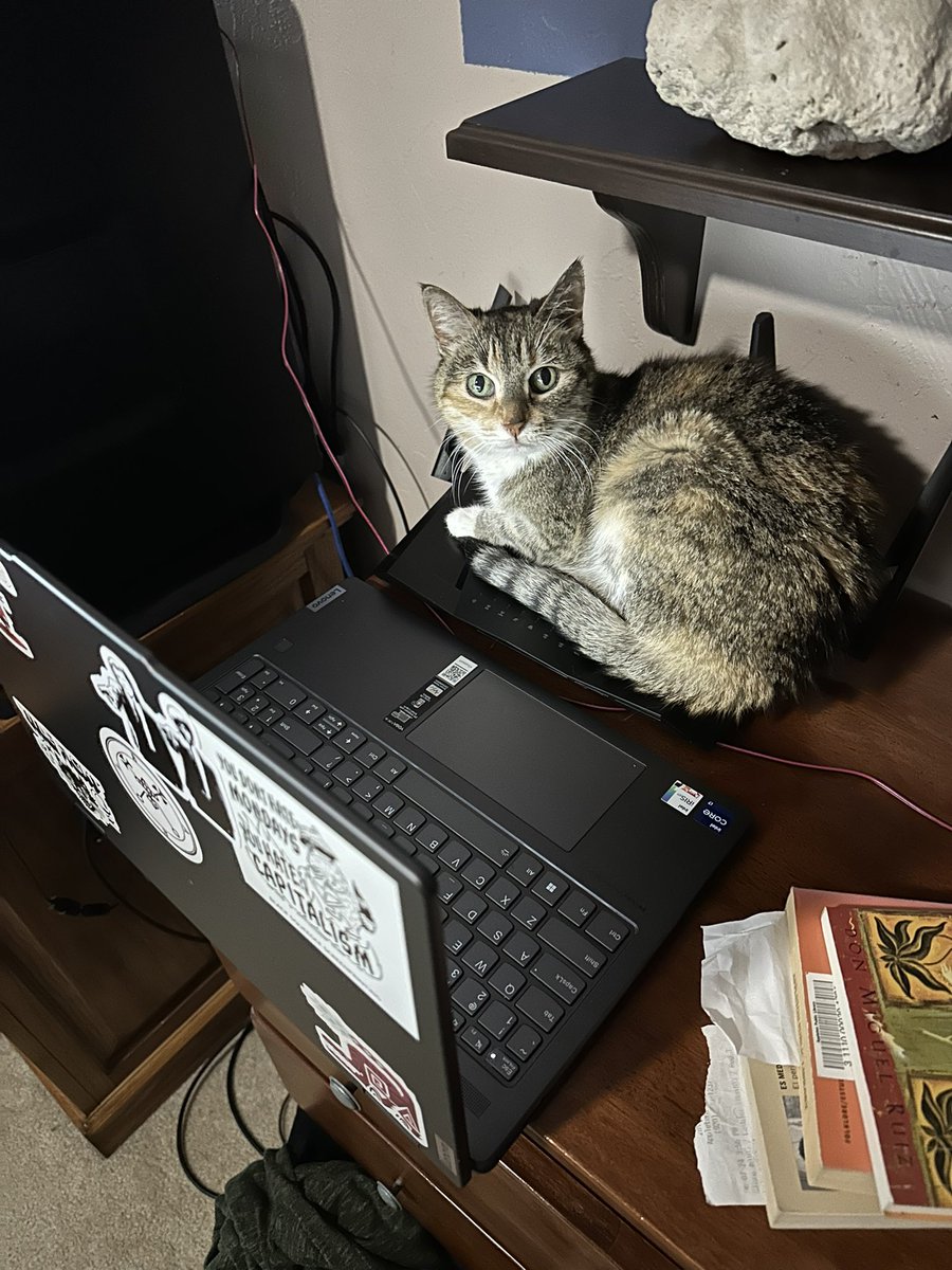 barachiel_o's tweet image. The meowber