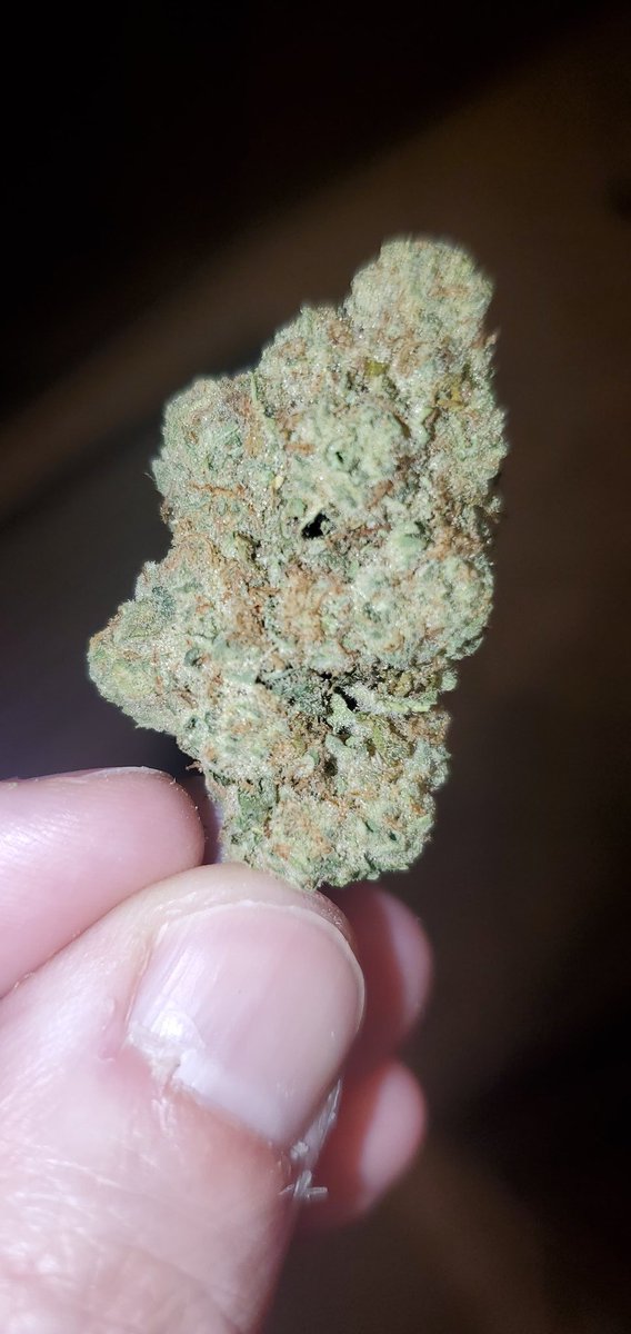 DefenestratinX's tweet photo. Mimosa looking 🔥 https://t.co/uVkwKejZiw