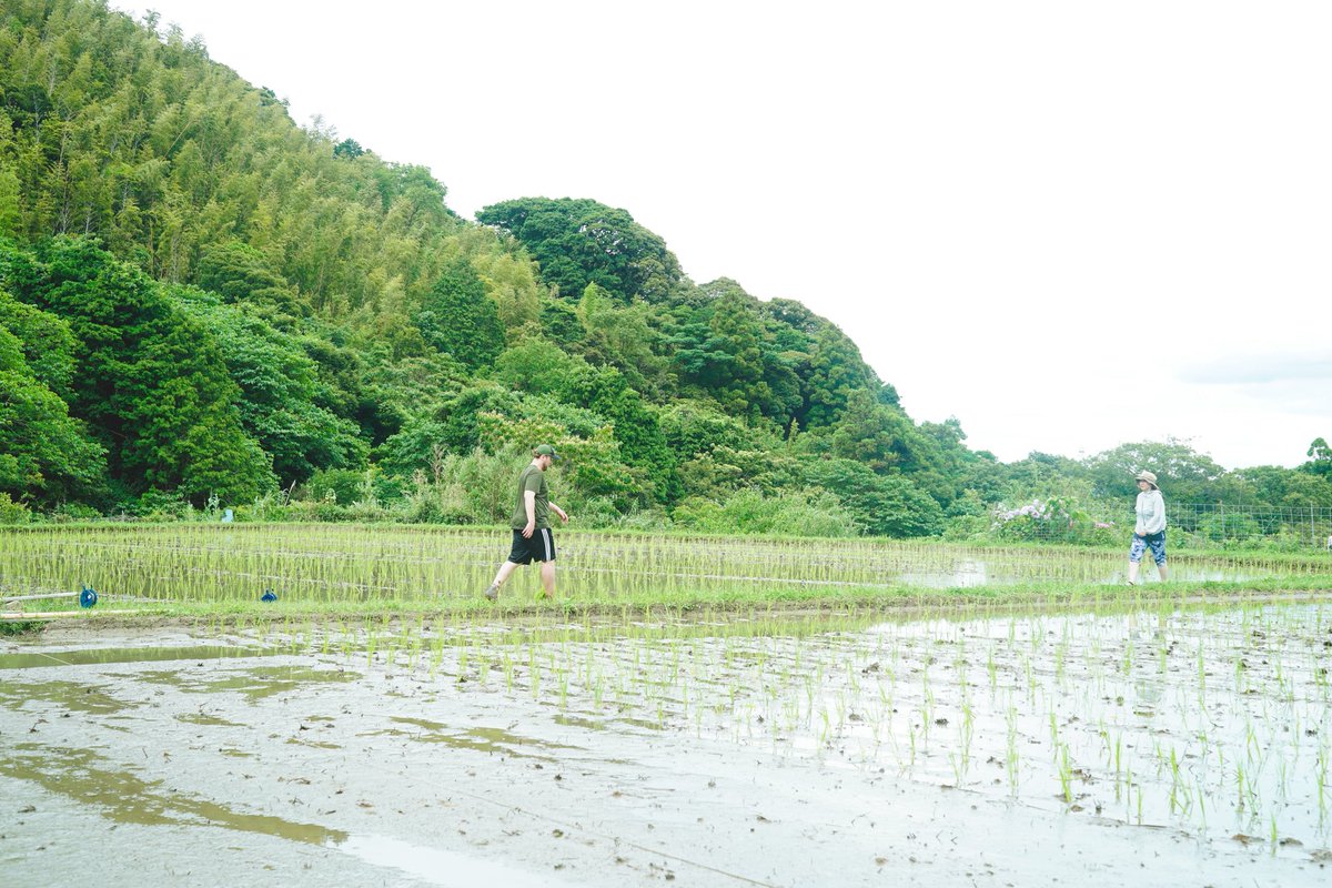 chiharuh's tweet photo. 留学生たちと田植え！雨も降らずギリギリでやり遂げました🙇‍♂️良かったー！ https://t.co/2EtHazdajG
