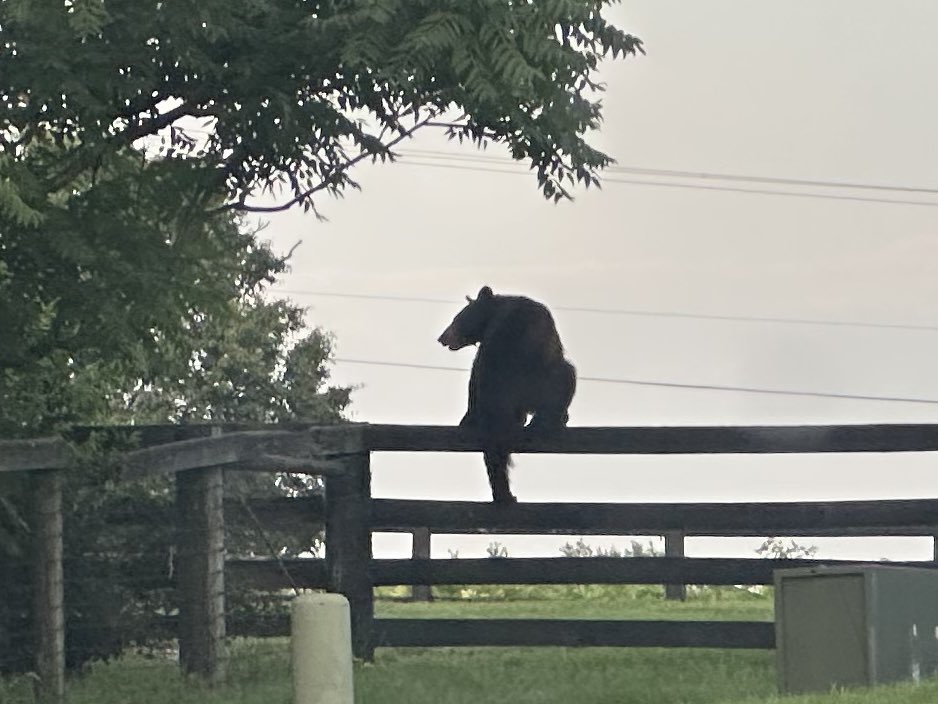 Spotted tonight in Versailles, KY.  

Between <a href="/WoodfordReserve/">Woodford Reserve</a> &amp; Bluegrass Parkway.  

What do you think <a href="/RuthlessPodcast/">Ruthless Podcast</a> ?

Hank the Tank sending Lieutenants out?

Lovely evening in the Bluegrass!

#BigBear
