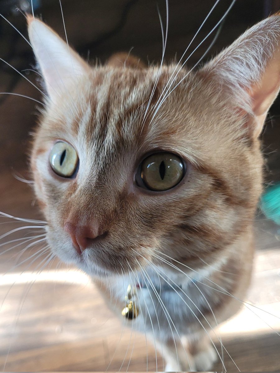 Happy 3rd Birthday to my sweet dizzy baby boy. 🥳

Hard to believe it's been so long.

#petcat #cat
