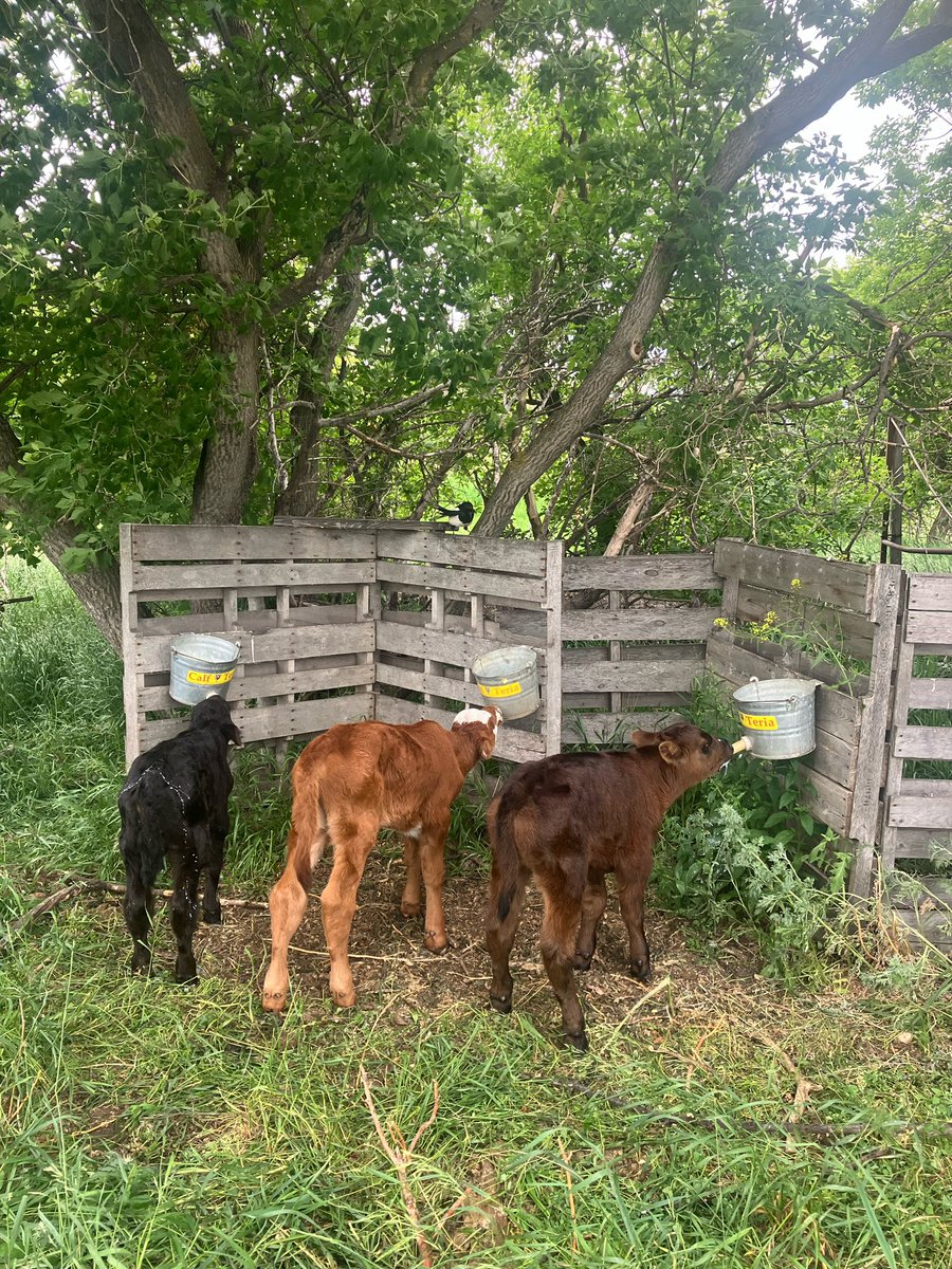We have three orphaned bull calves for sale. All healthy and are strong nursers. $1000 each. Located near Ituna SK. 

Shares appreciated!