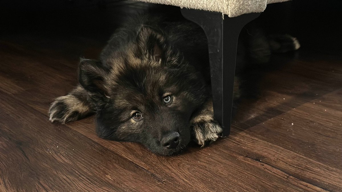 If you use my link for your Twitchcon tickets, this boy can get more treats.

ticketfairy.com/r/39179/505900