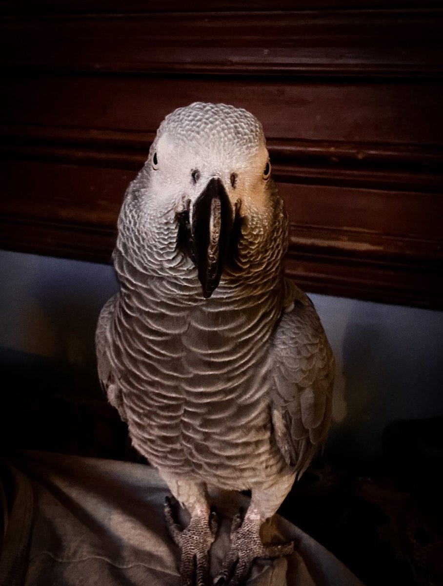 DrLectersMask's tweet image. Charlie, watching @WilliamShatner fight the Gorn, one of his favorite episodes. We watch #StarTrek almost every night because this bird REALLY enjoys #TheEnterprise noises and the colors. He starts doing the intercom whistle pretty religiously starting about 1/2 hour before