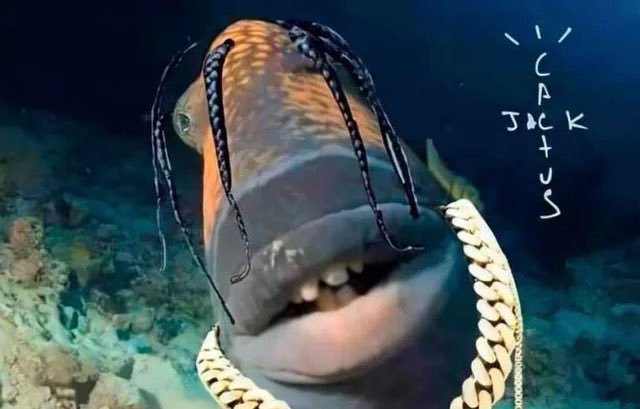 the trio that think we wanna be them what the fuckyyyyyyy