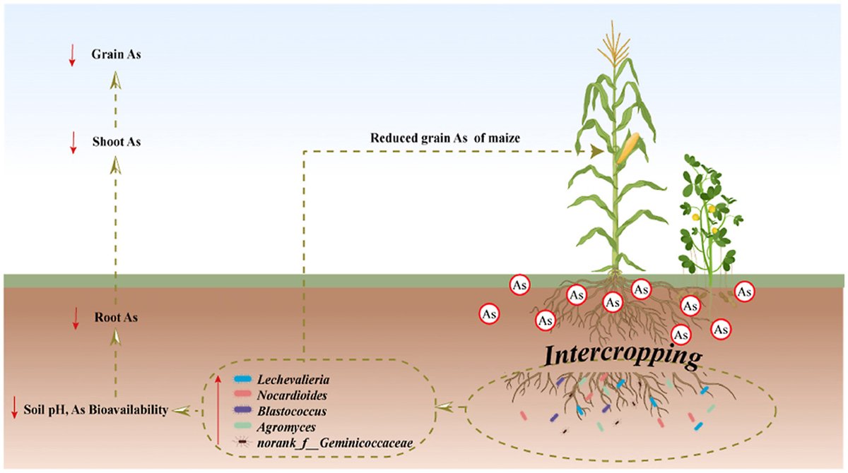 Editor's Choice：Rhizosphere microbiota alleviate As accumulation in maize intercropped with peanut in long-term Cd and As co-contaminated farmland. #rhizosphere #heavymetal #toxicmetals #microbiome #soilhealth #SoilProtection <a href="/soileh2023/">Soil & Environmental Health</a> <a href="/ElsevierConnect/">Elsevier</a> <a href="/ecotoxicology/">ecotoxicology</a>