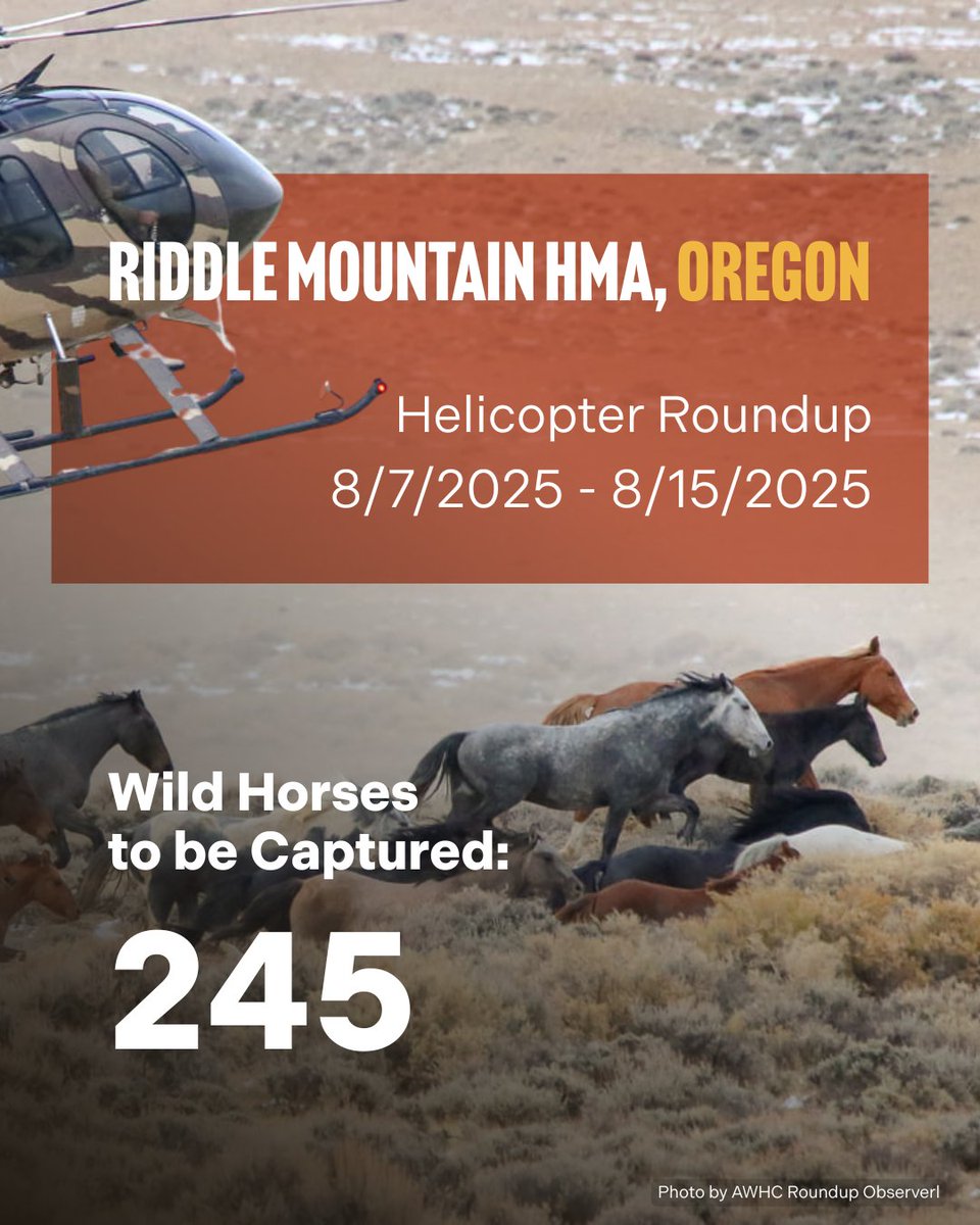 Summer roundups are less than a week away, with 4,481 wild horses slated to be captured. Each of these horses—and the 64,000 already languishing in government holding—faces the threat of slaughter if the President’s budget is enacted. Take action here!: bit.ly/3ZOnQDP