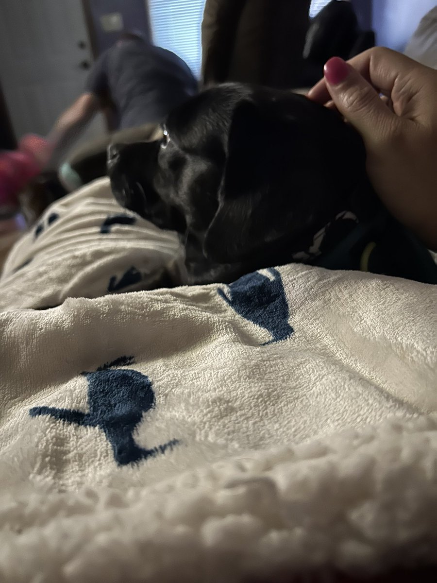 Mavis_Sweets's tweet photo. @DeborahKadrlik Yes, very much so. Sadie has been with us for almost 2 years now. She is our little old lady (she turned 10 in March!) who came to us to live out her retirement years. Her favorite thing is being cuddled up with one of us. This biopsy and necessary surgery came so suddenly. https://t.co/rfRBscwYxl