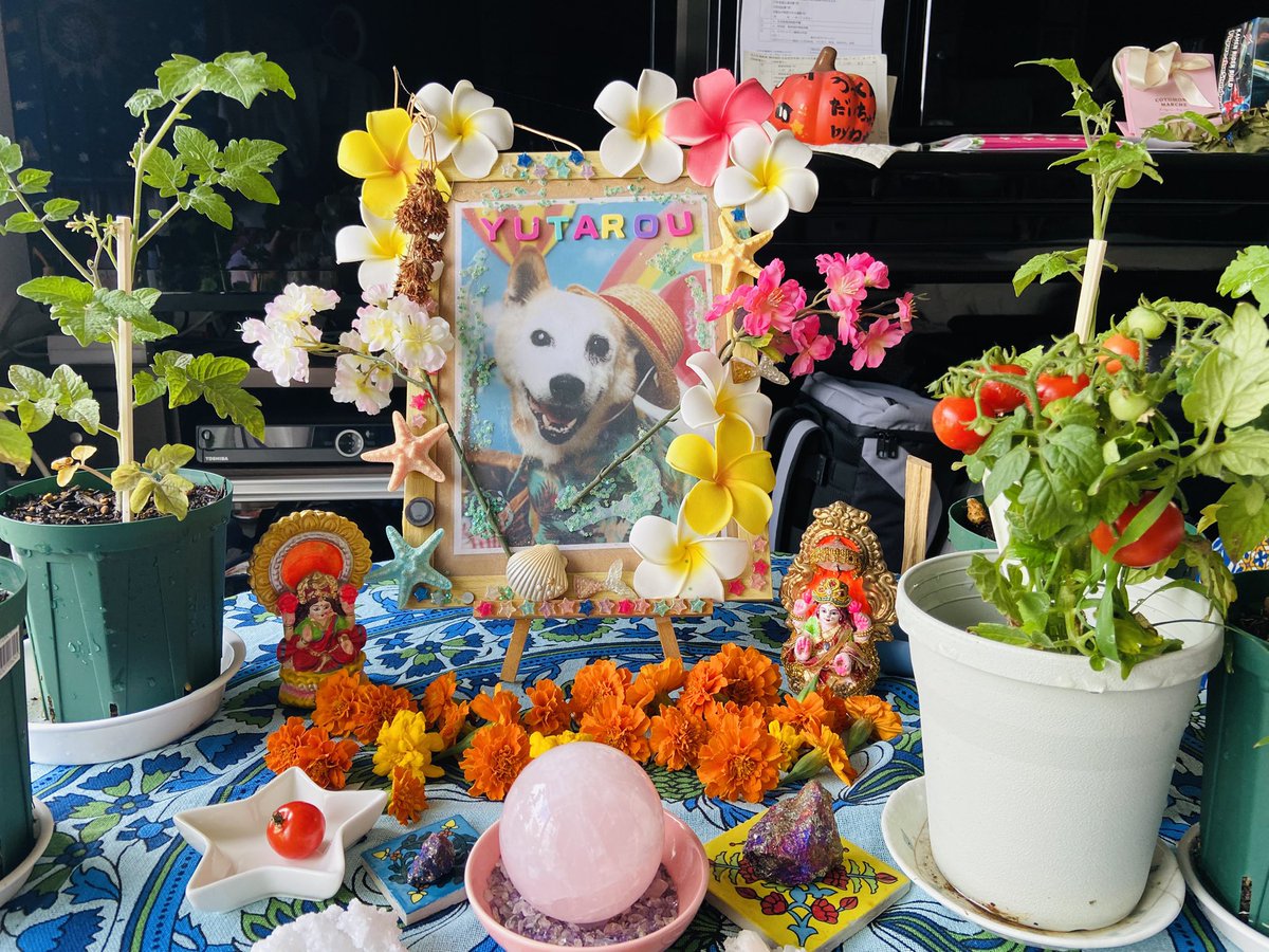 hima_sj's tweet photo. #ペットロス  #petloss  #天国  #愛犬  #dog  #スピリチュアル  #spiritual  #命日  #秘密結社老犬倶楽部天国支部 
愛犬のゆうたろう(うっくん)が、この世を旅立ち天国に行ってから24日で6年になりました💐ゆうちゃんたち、大好きひと、また会いたい、また🌻心で生きる君、愛してるよ、ありがとう🍀🌹 https://t.co/KDRBQ8hSzC