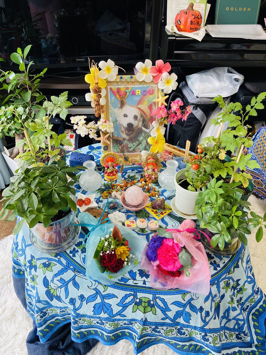 hima_sj's tweet photo. #ペットロス  #petloss  #天国  #愛犬  #dog  #スピリチュアル  #spiritual  #命日  #秘密結社老犬倶楽部天国支部 
愛犬のゆうたろう(うっくん)が、この世を旅立ち天国に行ってから24日で6年になりました💐ゆうちゃんたち、大好きひと、また会いたい、また🌻心で生きる君、愛してるよ、ありがとう🍀🌹 https://t.co/KDRBQ8hSzC
