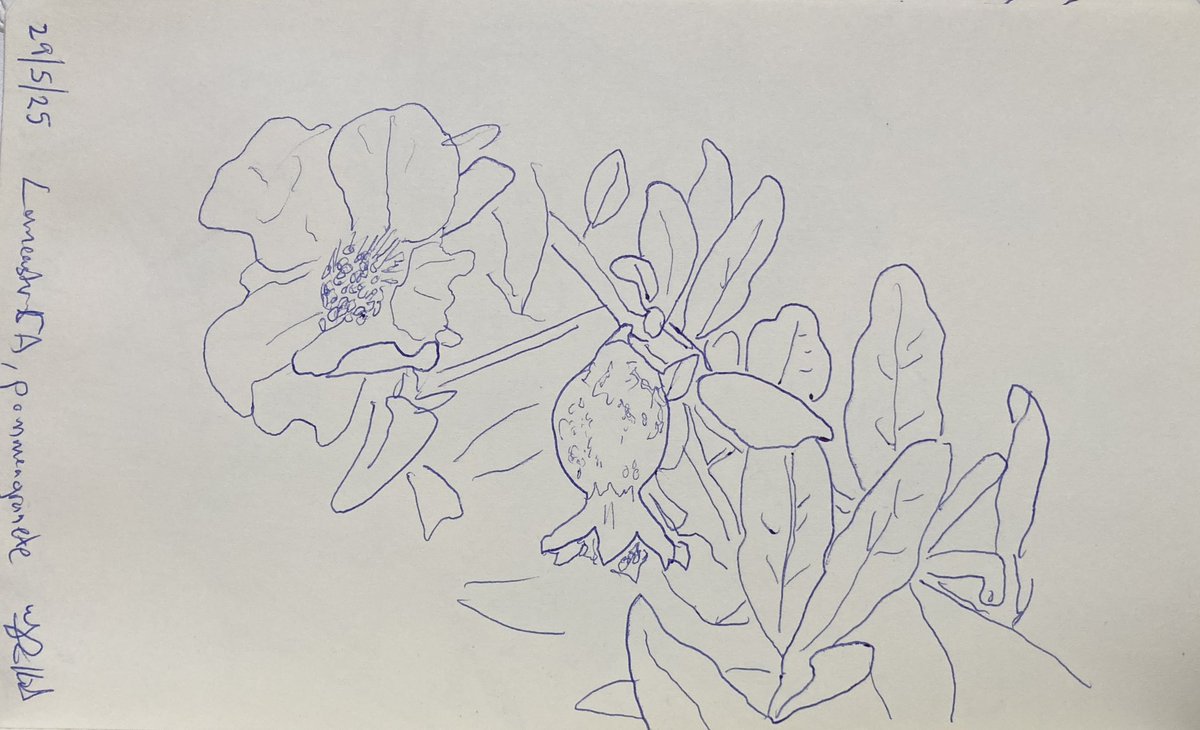 Today’s #sketch from 29/5/25 of #Nature #ballpoint #Pen #Drawing 21.5 x 13.5 cms  on paper

More sketches
instagram.com/frankkiely/