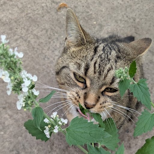 (Amanda) 

Look what's happened to my Nip plant - it's got flowers on! 

I didn't expect that to happen but they look nice, don't they?

I haven't tried eating them yet, do you think they will be alright?