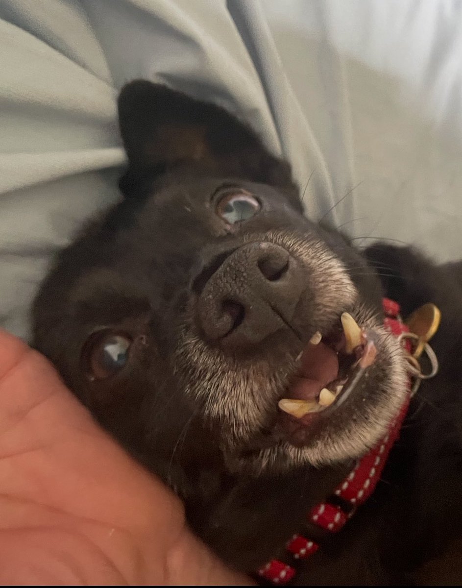 Jasper likes to woggle and play bite in the mornings. He’s doing well with his medication - now we need his teefers cleaned.