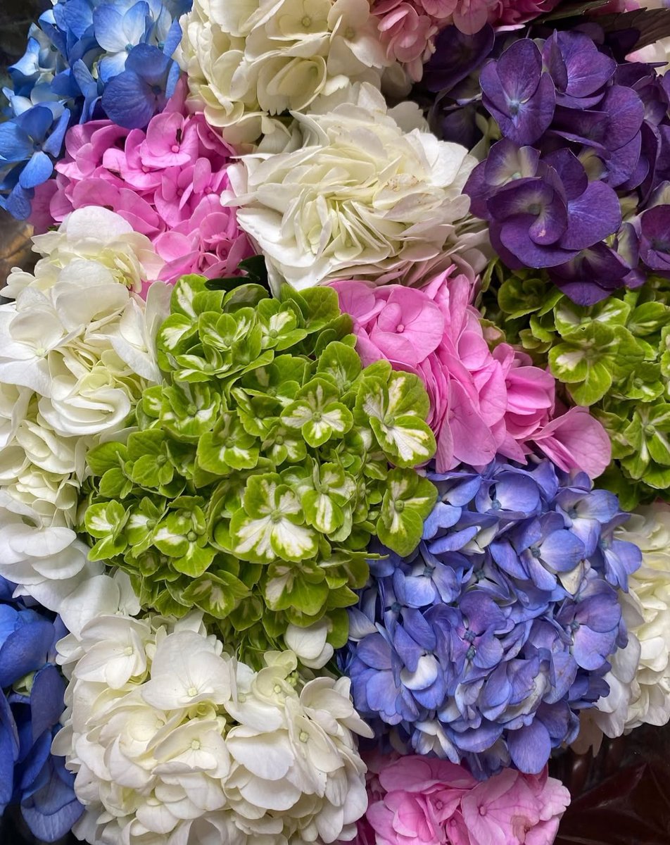 Global Rose tweet media