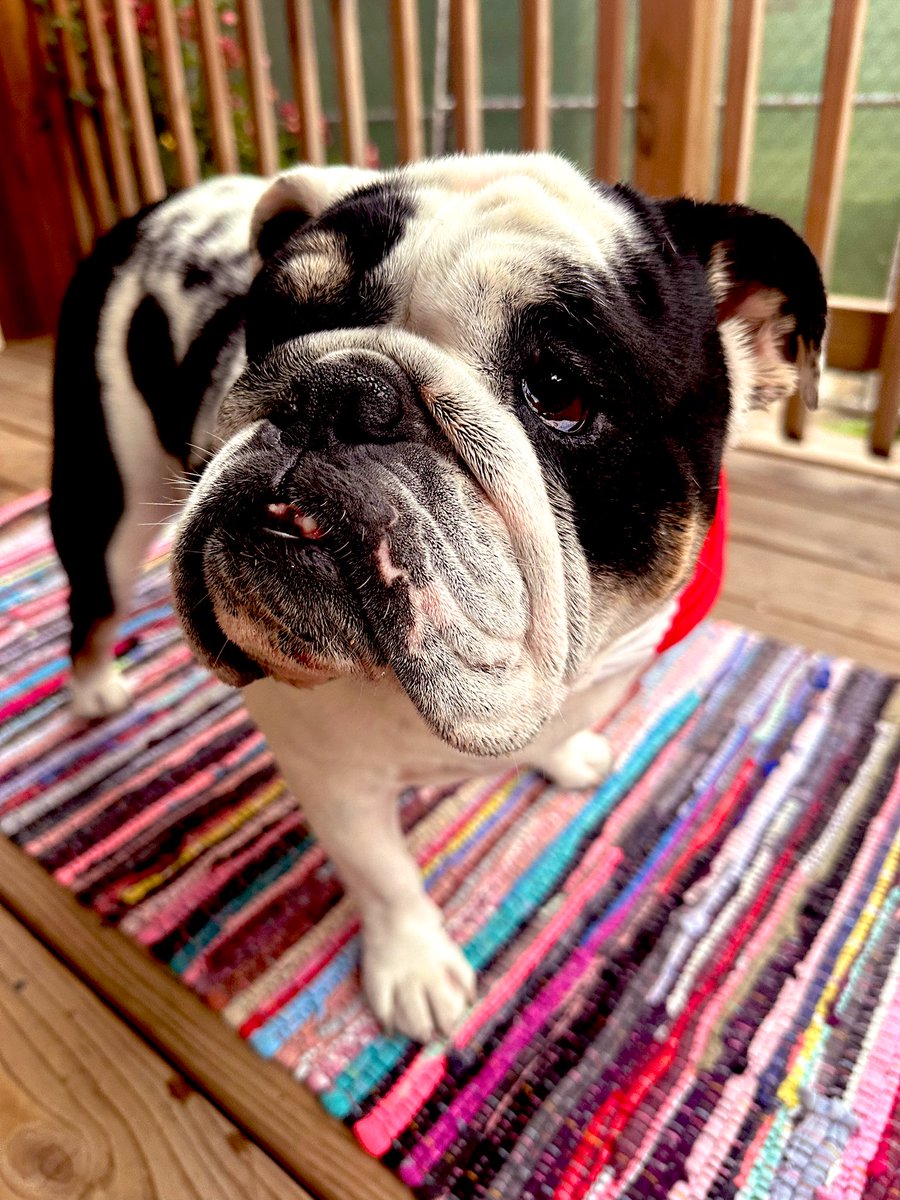 clareifying's tweet image. We're doin summer stuff now. #bulldog #BullDogGloria #summertimechi