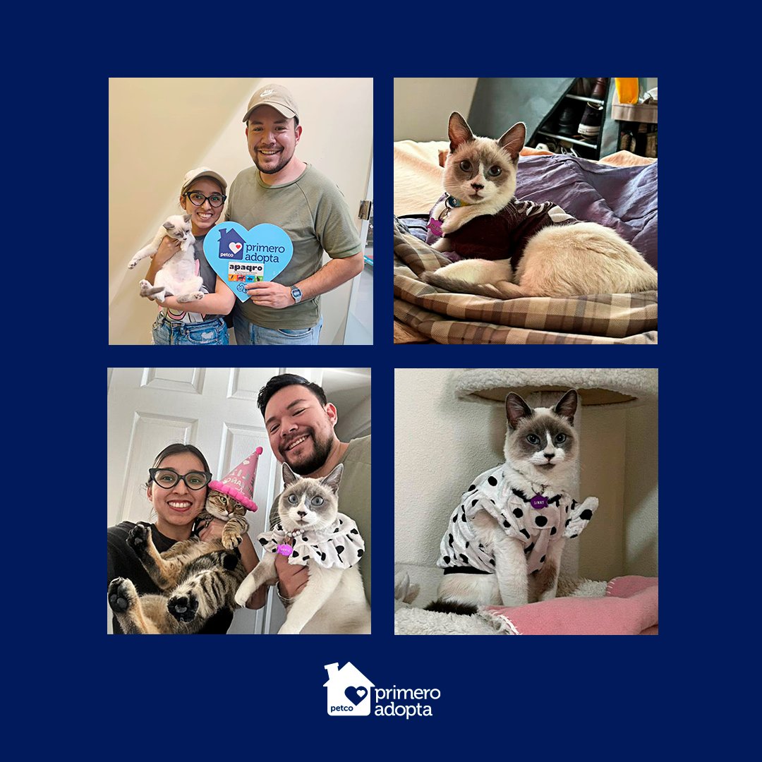 🐱💜 Sinny vagaba por las calles hasta que llegó a APAQRO, donde recibió amor y cuidados. Hoy vive feliz con una familia que la adoptó en Petco La Victoria. 🎉 ¡Tú también puedes cambiar una vida! Conoce nuestra filosofía #PrimeroAdopta
