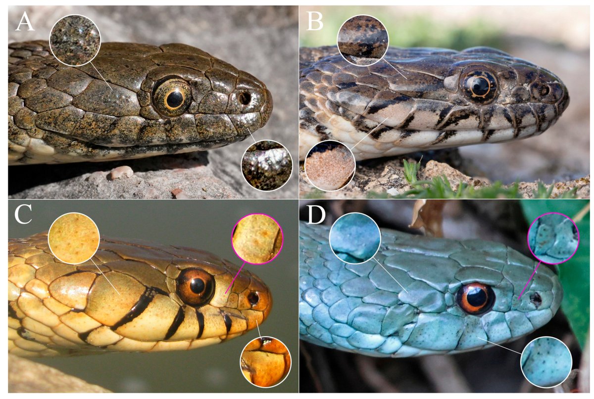 📢read our new paper <a href="/Taxonomy_MDPI/">Taxonomy</a> 
Scale Sensilla in the Snakes of the Genus Natrix, and in the Old and New World Natricids
✍️by Alessandro Paterna
🔗doi.org/10.3390/taxono…