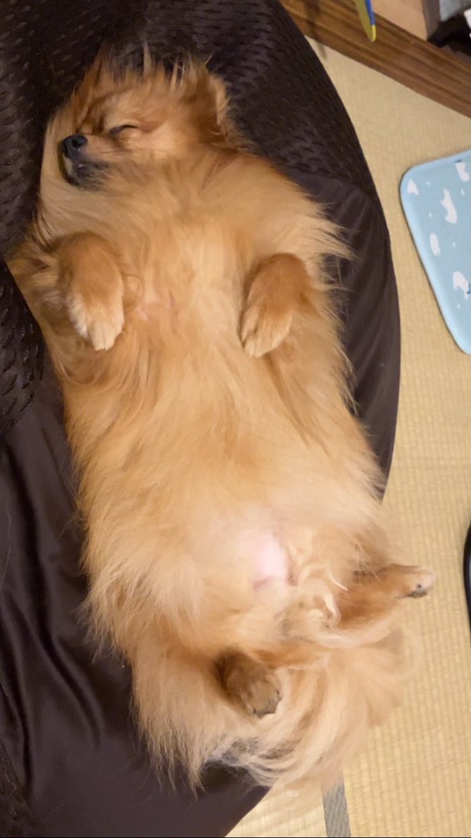 おはよー🌻💤
#ポメラニアン #ぽめひま #ポメラニアン🌻