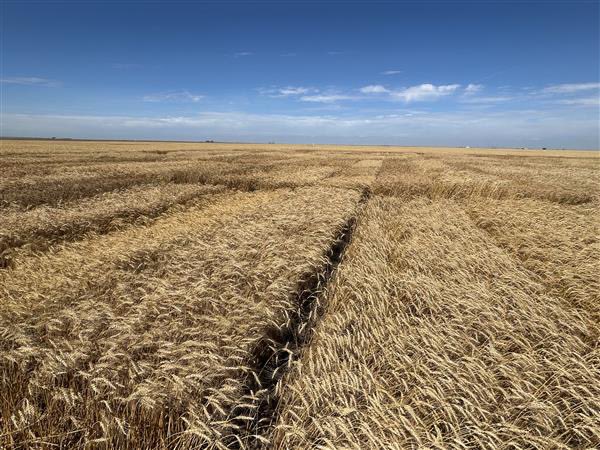 AdamLBray's tweet image. Beautiful field of @WestBredWheat in Satanta, KS!
