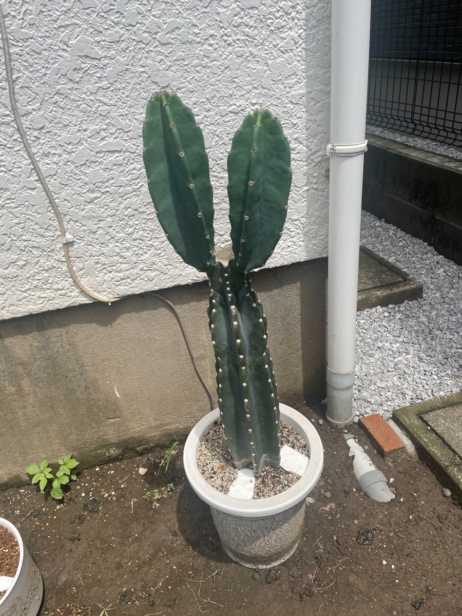 1ヶ月でだと、、、🙌