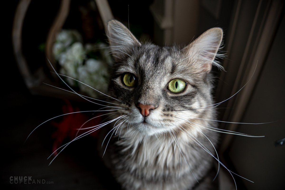 chuckcopelandwx's tweet photo. Stormy and his whiskers wish you all a good (and hopefully cooler) night.
One more day of extreme heat and then a cool down...
...to the lower 90s. 🌡️
#ncwx #cat #wxcat https://t.co/uV04XBjlLW