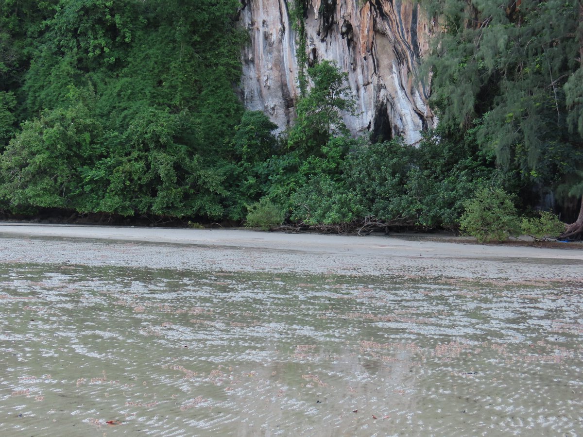 กองพัน "ปูทหาร" นักทำความสะอาดชายหาด เป็นภาพสุดประทับใจ เมื่อพบ "ปูทหาร" (Soldier crab) ออกมาโชว์ตัวนับแสนนับล้านตัว บริเวณเขาแบนะ ภายในเขต #อุทยานแห่งชาติหาดเจ้าไหม จ.ตรัง สร้างความประทับใจให้กับผู้มาเยือนเป็นอย่างมาก

#ปูทหาร #ตรัง #กรมอุทยานแห่งชาติสัตว์ป่าและพันธุ์พืช