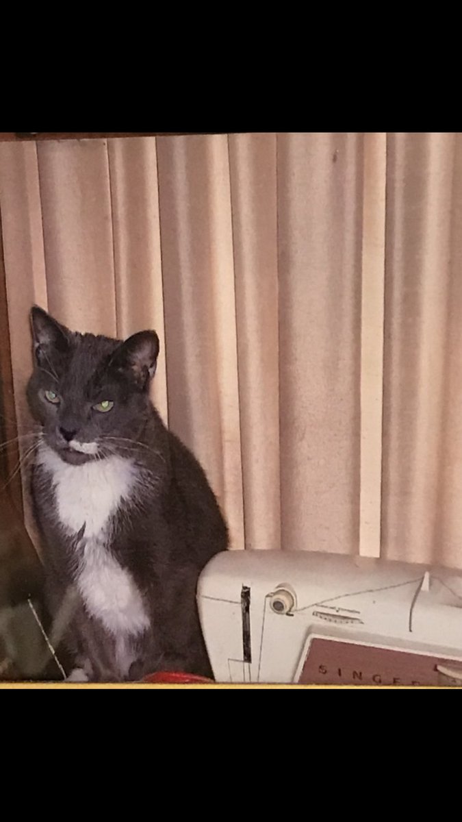 FSB21's tweet image. Today marks the two year passing of my family’s beloved pet cat Gigi. I still miss her and our first pet cat Romeo. Each of them was quirky and funny in their own way. I hope to see both of them again one day. Here are their pics.