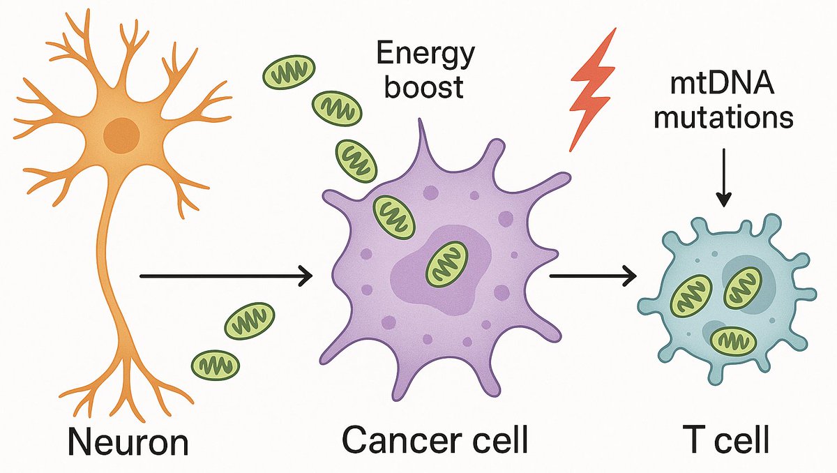 Take this together with Ikeda et al., 2025 (rdcu.be/etsPT), and you can paint a truly phenomenal picture:

Cancer cells acquire mito from neurons, get an energy boost, accumulate mtDNA mutations in the process, and then dump them into T cells to evade immune killing 🤯