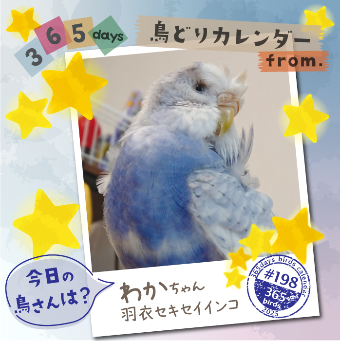 トラ猫インコ mulledwine1.jpg?w=570&h=305&crop=1