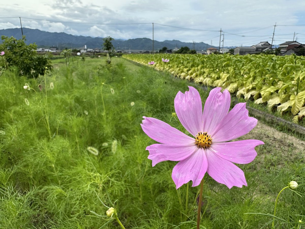 AkimitsuShigemi's tweet photo. 今日はやや風が強めですね
#散歩 #お花 https://t.co/Bg7pdxVd9K