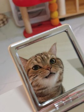 cats with unmatched aura tweet media