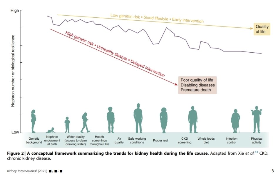Preventing chronic kidney disease and maintaining kidney health: conclusions from a Kidney Disease: Improving Global Outcomes (KDIGO) Controversies Conference. Ortiz, AlbertoAlieri, Enrico et al.
Kidney International. 
kidney-international.org/article/S0085-…
<a href="/SLANH_/">SLANH</a> <a href="/goKDIGO/">KDIGO</a>