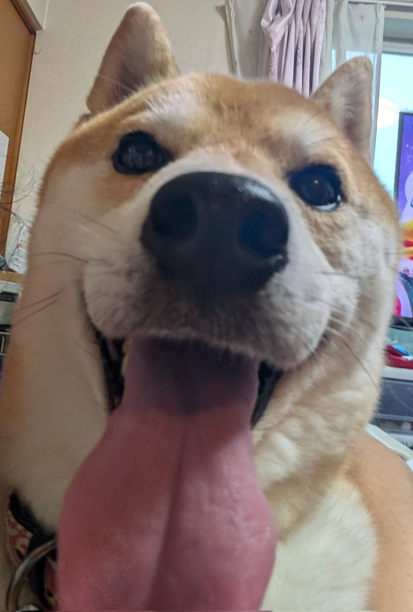 ゴロゴロ⚡️きたのでママにギューってしてもらってるワン🐶💦

#柴犬