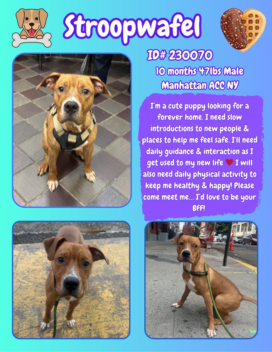 CharBolen's tweet image. BEAUTIFUL PUPPY NEEDS A LOVING HOME 🩵🏡
Just a baby and in a scary strange shelter!!
This beautiful sweet boy deserves to be loved and 
have a good home!! He needs to be loved and 
wanted 🩵 This is a scary place for him!!
#Adopt
#Foster
#PledgeforRescue 
PUPPY NEEDS A HOME 🩵🏡