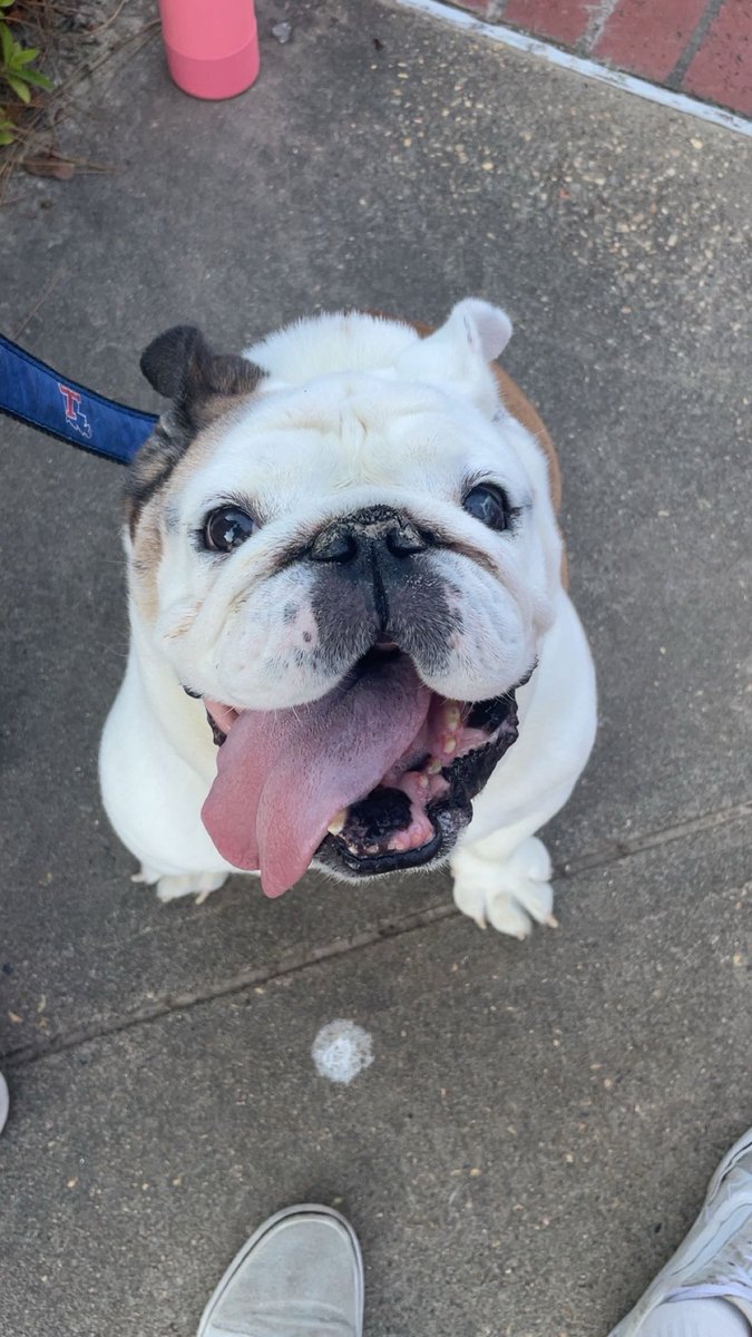 TechXXII's tweet image. Happy to Rock the Railroad with all my new Bulldog friends here for orientation @LATech #mascot