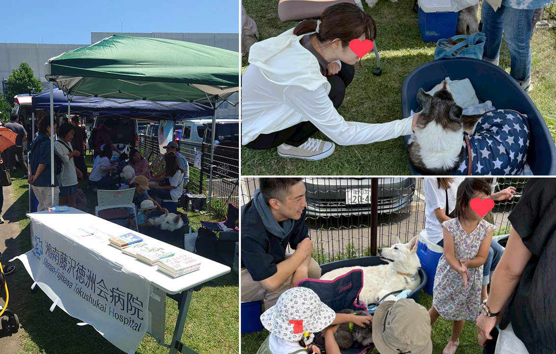 WPS_serviceDOG's tweet photo. 6/22（日）に開催された湘南辻堂四季まつり2025の湘南藤沢徳洲会病院さまのブースにて、ふれあい活動を行いました。

6月なのに真夏のような暑さでしたが、犬同伴で休める涼しい休憩所を用意してくださったおかげで、無事にふれあい活動を実施できました。
誠にありがとうございました！ https://t.co/pVID0B3Rmd
