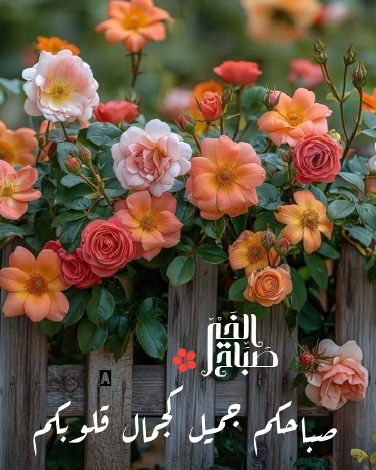 صبحكم الله بالخير والسرور...
#صباح_الخير