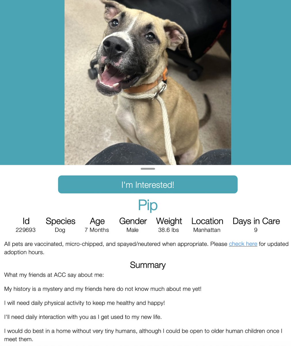 CharBolen's tweet image. THIS BEAUTIFUL PUPPY NEEDS A LOVING HOME!!
PIP 🩵    #229693   7mth old Boy 🩵. NYCACC 
An extremely beautiful puppy that deserves to 
have a good safe forever home 🩵🏡  A precious 
darling...he needs out of this scary shelter!!
#Adopt
#Foster
#PledgeforRescue 
PRECIOUS PUPPY 🩵