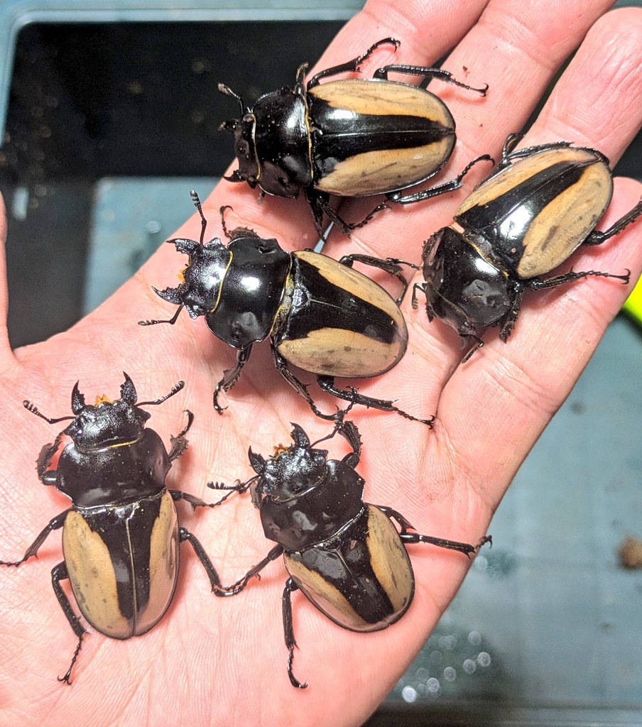 去年１♀で２００卵産んでくれたブルマイスターが今期はゴメス…

いや、落ち着け。全部やっちゃダメだ😅